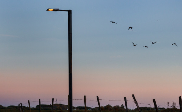 Solar light pole wildlife friendly lighting solution The Soluxio solar light pole is installed and up-and-running within 45 minutes