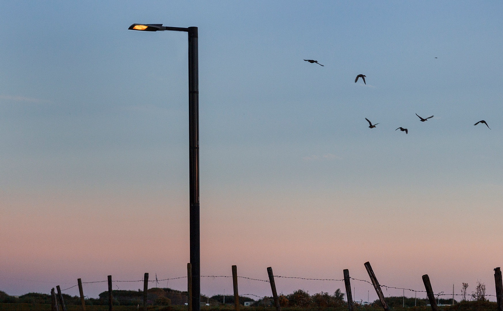 Solar light pole wildlife friendly lighting solution